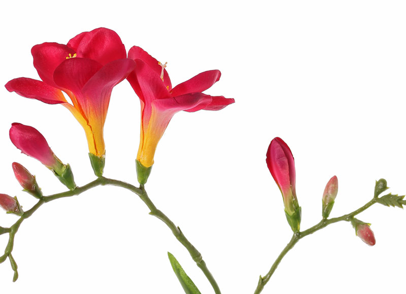 Vrijstelling oppervlakte ontploffing Kunstbloemen kunstplanten groothandel - Top Art Int. | Detailansicht |  BASICS (most natural) | Freesia 'Beau', 2 grote bloemen (7 x 6 cm), 6 knop  & 2 blad, 65cm