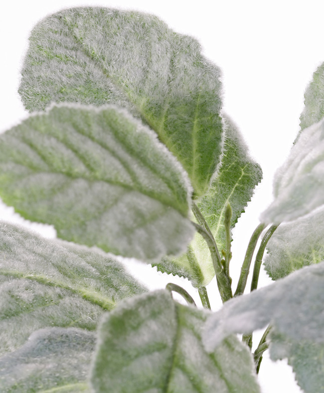 Plantas de Salvia argentea, la Salvia de flores blancas en maceta