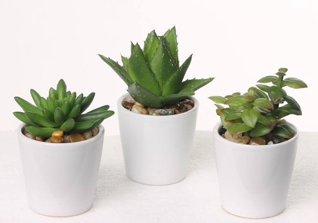 Flores y plantas artificiales - Top Art Int. | Detailansicht Suculentas | Succulentmix (3 x 4), H 12cm, stones, in white ceramic pot, 7x7cm