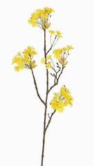 Maple tree flower branch (Acer), 6 clusters of flowers, 70cm