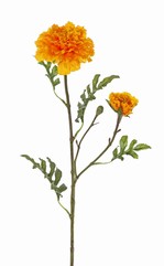 Aufrechte Studentenblume (Tagetes erecta), 2 Blumen (Ø 9cm/5cm), 1 Knospe & 25 Blätter (4sets), 63cm