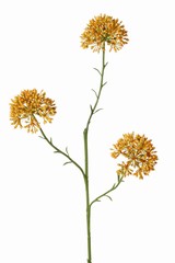 Allium-Zweig (Zierlauch), 3x verzweigt mit 3 Blütenständen (6,5 x 5 cm), 65 cm