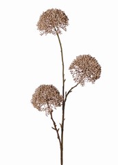 Alliumtak 'Warm Fall' 3x vertakt met 3 bloemen (9 x 6cm), 80 cm