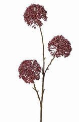 Alliumtak 'Warm Fall' 3x vertakt met 3 bloemen (9 x 6cm), 80 cm