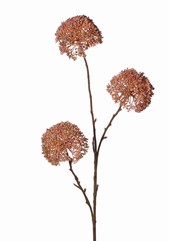 Alliumtak 'Warm Fall' 3x vertakt met 3 bloemen (9 x 6cm), 80 cm