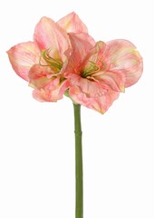 Amaryllis (Hippeastrum) 'Garden Art', 2 fleurs (13 x 10 cm) & 1 bouton, 70 cm