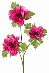 Anemoontak (Anemone) x 3 met 3 bloemen (2x 10 cm/ 1x 8 cm), elk met 3 kelkbladeren, 75 cm