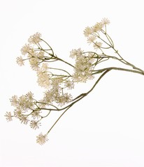 Aralia-Zweig, 66 Blüten,  Ø 2.5cm, 84cm (voll flexibel) - AKTION