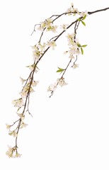 Rama de manzano en flor (Malus) con 76 flores y 21 hojas, 118 cm - resistente a los rayos UV