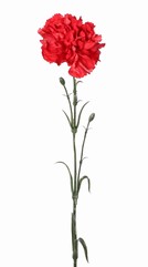 Carnation (Dianthus), Ø 9 cm, H. 6 cm) with 2 plastic buds and 8 leaves, 60 cm