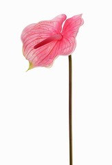 Anthurium, 70cm, Ø 18cm 