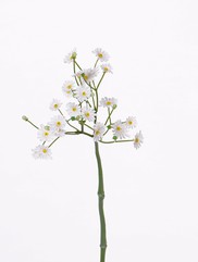 Bellis - Gänseblümchen - kurz, 24 Blüten (Ø 1 - 1,5cm), 11 Knospen, 30cm - AKTION
