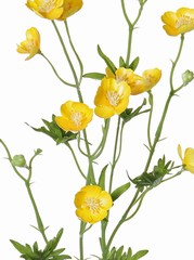 Butterblumenzweig (Scharfer Hahnenfuß) mit 12 Blumen, 3 Knospen, 7 Blätter, 68cm