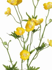 Branche de renoncule (Sharp Buttercup) à 12 fleurs, 3 bourgeons, 7 feuilles, 68 cm