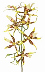 Orchidée araignée (Brassia) à 9 fleurs (Ø 13 cm) x 2 bourgeons en plastique, 93 cm