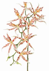 Orchidée araignée (Brassia) à 9 fleurs (Ø 13 cm) x 2 bourgeons en plastique, 93 cm