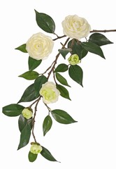 Camellia flower branch (Japanese rose) with 6 flowers (2 XL/ 1 M/ 3 S) and 21 leaves, 76 cm