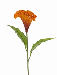 Celosia argentea 'Cristata' Ø 13cm & 2 feuilles, 60cm