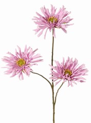 Chrysanthème araignée à 3 fleurs, Ø 11 cm, 75 cm, toucher réel