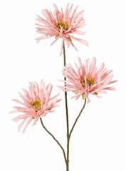 Chrysanthème araignée à 3 fleurs, Ø 11 cm, 75 cm, toucher réel