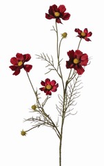 Cosmea (Cosmos bipinnatus) met 5 bloemen (3x &Oslash; 7 cm, 2x 5 cm), 3 knoppen & 7 bladtoeven, 72 cm