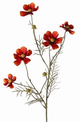 Cosmea (Cosmos bipinnatus) met 5 bloemen (3x &Oslash; 7 cm, 2x 5 cm), 3 knoppen & 7 bladtoeven, 72 cm