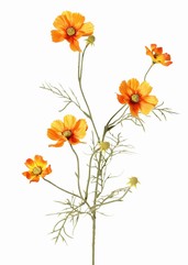 Cosmea (Cosmos bipinnatus) avec 5 fleurs (3x Ø 7 cm, 2x 5 cm), 3 boutons & 7 touffes de feuilles, 72 cm