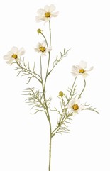 Cosmea, Schmuckkörbchen (Cosmos bipinnatus) mit 5 Blüten (3x Ø 7 cm, 2x 5 cm), 3 Knospen & 7 Blattbüscheln, 72 cm