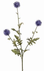 Kogeldistel (Echinops) met 3 ronde bloemen &Oslash; 5 cm, 9 polyester & 6 plastic blaadjes, 76 cm