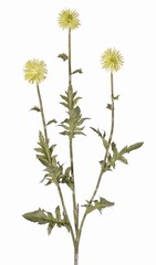 Kogeldistel (Echinops) met 3 ronde bloemen &Oslash; 5 cm, 9 polyester & 6 plastic blaadjes, 76 cm