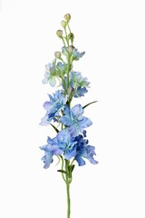Delphinium, 12 flrs., 8 bud, 3 lvs, 60cm