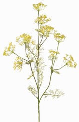 Dillzweig (Anethum graveolens), 11 Blütenstände, 13 Blattsets, 78cm, vollverdrahtet (sehr flexibel)
