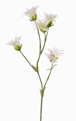 Dianthus (japanisch) mit 5 Blumen und 14 Blättern, 65 cm