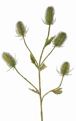 Kardenzweig (Dipsacus) 5 Verzweigungen, 5 Karden & 5 Blätter, 90 cm 