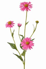 Echinacea pupurea (eastern purple coneflower), 4 flowers, 1 bud, 9 lvs., 83cm - offre spéciale