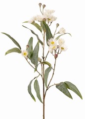 Eukalyptuszweig, blühend, 4-fach verzweigt mit 16 Blüten, 7 Knospen & 15 Blättern, 100 cm