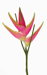 Heliconia with 1 big flower, Ø 28cm, 5 flower lvs.  gecoat., 81cm