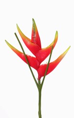 Heliconia with 1 big flower, Ø 28cm, 5 flower lvs.  gecoat., 81cm