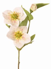 Helleborus (rosa de Navidad) con 2 flores (8 cm y 10 cm) y 1 capullo, 8 hojas, 55 cm, real touch