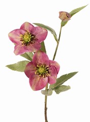 Helleborus (rosa de Navidad) con 2 flores (8 cm y 10 cm) y 1 capullo, 8 hojas, 55 cm, real touch