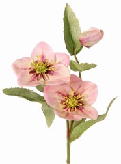 Helleborus (rosa de Navidad) con 2 flores (8 cm y 10 cm) y 1 capullo, 8 hojas, 55 cm, real touch