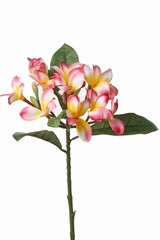 Frangipani (Plumeria) x 12 Flrs, 5 Buds & 5 Lvs, 73cm 