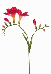 Freesia 'Beau', 2 grandes fleurs (7 x 6 cm), 6 bourgeons & 2 feuilles, 65cm