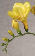 Freesia 'Beau', 2 grote bloemen (7 x 6 cm), 6 knop & 2 blad, 65cm