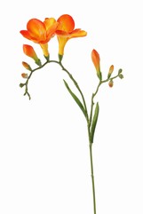 Freesia 'Beau', 2 grandes fleurs (7 x 6 cm), 6 bourgeons & 2 feuilles, 65cm
