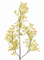 Branche de gypsophile 'Mira' 3x ramifiée, article en plastique, 65 cm