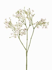 Gypsophile, 15 grappes de fleurs, 90 fleurs, 45 bourgeons, 65 cm