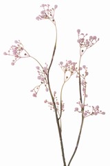 Gypsophila "Fantasy" x8 clusters, 66cm - SUPER DEAL