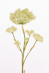 Heracleum (branca ursina, espondilio o pie de oso) "Goliath" x68cluster flrs, x3lvs, 127cm - oferta especial