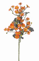 Tanacetum (Wucherblumen) 'AutumnBreeze', 9 Verzweigungen, 34 Blumen, (Ø 1,5 - 2cm), 20 Knospen, 16 Blätter, 60cm
